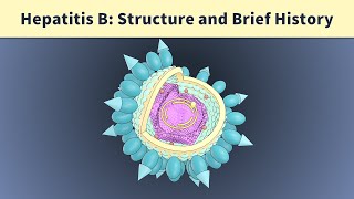 Hepatitis B Microbiology p1 Structure Dane particle filaments and spherical particles [upl. by Eitsym263]