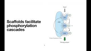 Receptor Tyrosine Kinases – insulin receptor INSR etc [upl. by Wall]