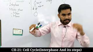 Interphase And Its Steps  Cell Cycle  CH21  Class 12 Biology [upl. by Armillia]