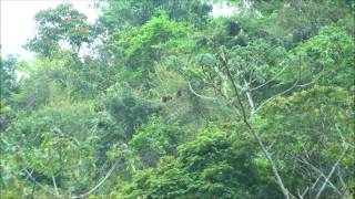 The sound of Bugio  Alouatta Seniculus  Guariba [upl. by Spillihp]