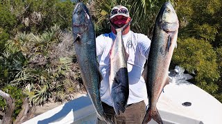 Florida has a case of the BLUES  most INSANE action Ive ever seen at the Ponce Inlet Jetty [upl. by Hubble]