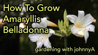 How to grow the Belladonna Lily Amaryllis or Naked Lady Bulb [upl. by Arlen]