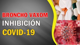 Broncho Vaxom el medicamento que posiblemente inhiba el Covid19 [upl. by Ynavoj]