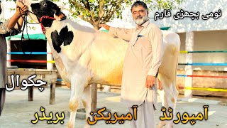 Heifers for sale in chakwal  Pure imported top class top breed American bull [upl. by Hong635]