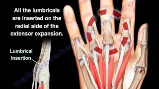 Lumbrical Muscles Of The Hand Anatomy  Everything You Need To Know  Dr Nabil Ebraheim [upl. by Hairabez]