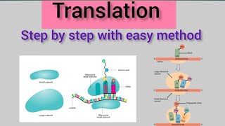 Translation of Protein Synthesis12BiologyMolecular Basis of Inheritance [upl. by Nnitsuj]