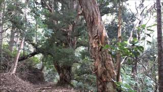 Waipio Valley Part 3wmv [upl. by Ttenrag224]