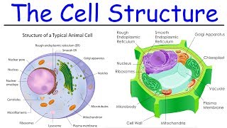 Biology  Intro to Cell Structure  Quick Review [upl. by Carlynne937]