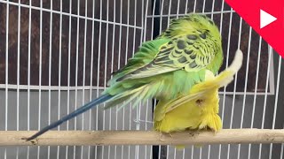 Budgies Parrots Mating Video  Budgies Breeding Season  Birds and Beyond [upl. by Maisie]