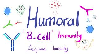 Humoral Immunity  The BLymphocytes  Immunology  Physiology [upl. by Katt]