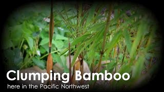 Clumping Bamboo for Full Sun  Scabrida and Robusta [upl. by Samson]