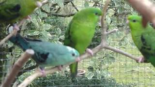 Catharinaparkieten  Aviarybirds – Parakeets – Budgie – Parakeets – Parkieten – Lovebirds [upl. by Anselmi]