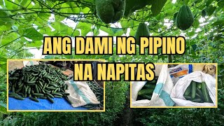 ANG DAMING NA HARVEST NA PIPINO [upl. by Mecke]