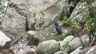 Plumbeous Water Redstart Phoenicurus f fuliginosus Gowa Nepal 8 Sept 2024 24 [upl. by Aer]