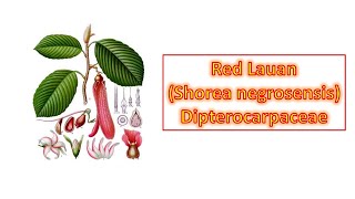 Red Lauan Shorea negrosensis  Dipterocarpaceae  Philippine Native Trees [upl. by Nitsoj]