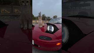 Meowta miata mx5 shorts [upl. by Armington31]