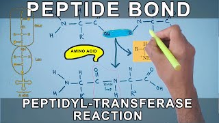 Peptide Bond Formation and Peptidyl Transferase Reaction [upl. by Dami]