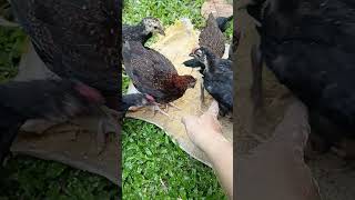 Dagko nag kaon freerangechickenfarming buhayprobinsya [upl. by Notanhoj418]