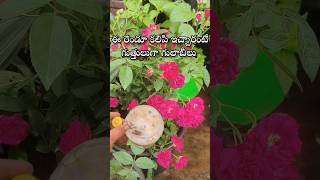 ఈ రెండూ కలిపి ఇచ్చారంటే గుత్తులుగా గులాబీలు rose rosefertilizer youtubeshorts shortsyoutube [upl. by Anasxor]