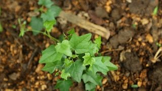 Amazing Native Plants  Cocculus hirsutus chipurutiga dusaritiga katlatige [upl. by Anetta]