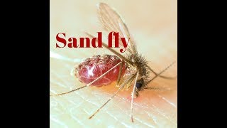 Sand fly [upl. by Diao827]