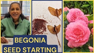 How To Grow Begonias From Seed [upl. by Mulcahy]