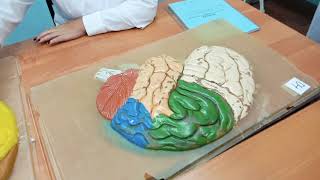 Neuroanatomy quot Telencephalon quot [upl. by Micky]