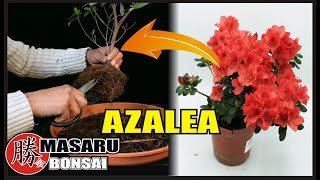 como empezar un Bonsai de AZALEA  DESDE PLANTA DE VIVERO  bonsai trees for beginners [upl. by Ataeb]