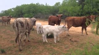 Beefmaster cross cows Brahman Calves and the yearlings heifers out of these cows [upl. by Roshan]