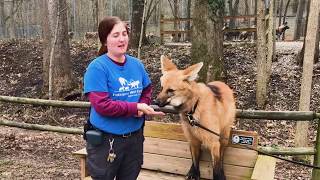 Lucky the Maned Wolf Going On a Walk with Keeper Rachel [upl. by Nylrebmik965]