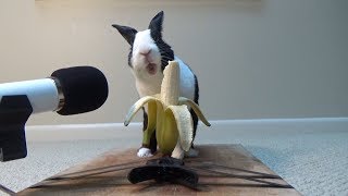 Rabbit eating banana ASMR [upl. by Vanni]