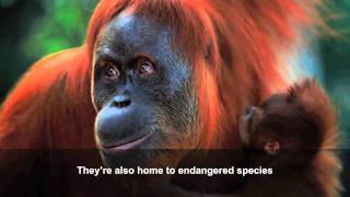 Palm oil how our consumer choices affect wildlife [upl. by Eberto898]