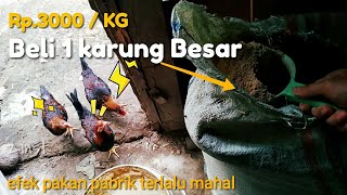 Pakan Ayam Kampung alternatif dengan harga terjangkau untuk membuat fermentasi [upl. by Dualc]