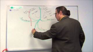 Medical gross anatomy and neuroscience  Cranial Nerves part 1  Trigeminal nerve [upl. by Bennir760]