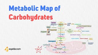 Metabolic Map of Carbohydrates  Glycolysis Gluconeogenesis and Glycogenesis Biochemistry [upl. by Dane]