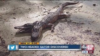 Twoheaded Gator quotdiscoveredquot [upl. by Adrian]