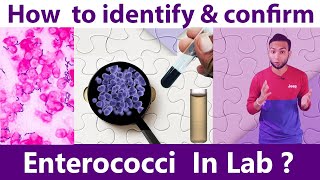 How to identify amp Confirm Enterococci at laboratory [upl. by Etnovert]