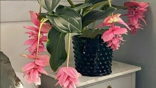 Medinilla Magnífica  a Magnífica Planta de Flor Pendente Uva Rosa Shorts [upl. by Ytinirt262]