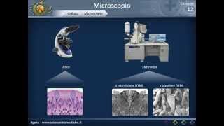 Citologia 12  microscopio [upl. by Latsyk138]