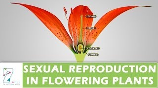 SEXUAL REPRODUCTION IN FLOWERING PLANTS [upl. by Liliane]