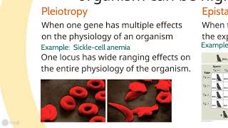 Extensions to Mendelian Genetics [upl. by Euhc]