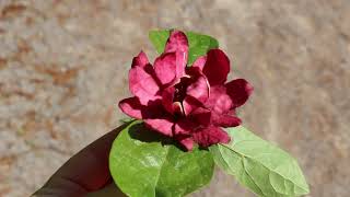 Sweetshrub Calycanthus floridus and hybrids  Plant Identification [upl. by Alton9]