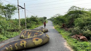 Anaconda Snake 7 In Real Life HD Video  TB Films [upl. by Hanonew260]