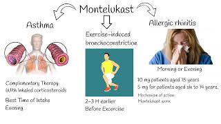 Montelukast  Indications side effects Singular indications [upl. by Siuoleoj]