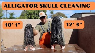 HUGE ALLIGATOR SKULL CLEANING [upl. by Kinsler]