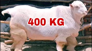 world record  Top 5 Biggest Expensive Goats in The World [upl. by Twila71]