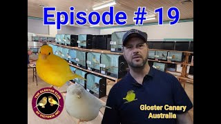 Episode  19 Gloster Canary Australia final show of the show season amp lizard amp fife annual show [upl. by Cristiona]