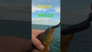 Lure Fishing for Wrasse fishing lurefishing lurefishingforwrasse wrassefishing [upl. by Anissa]