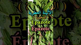 أهم فوائد المخينزةالأثينة العطريةEpazote benefitsJesuits teaLes bienfaits de lépazoteshorts [upl. by Kroll556]