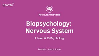 Biopsychology Nervous System Explained [upl. by Kat805]